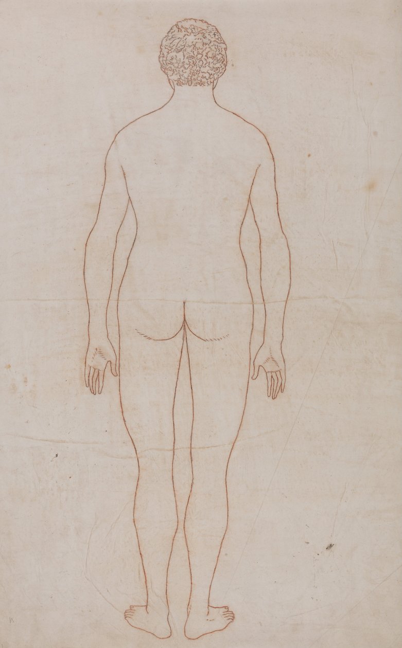 Uma exposição anatômica comparativa da estrutura do corpo humano com a de um tigre e uma co ... de George Stubbs