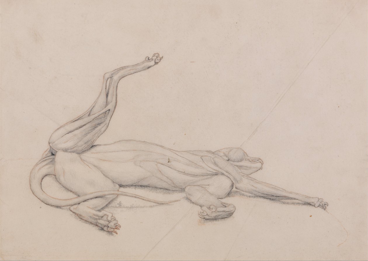 Uma exposição anatômica comparativa da estrutura do corpo humano com a de um tigre e uma co ... de George Stubbs