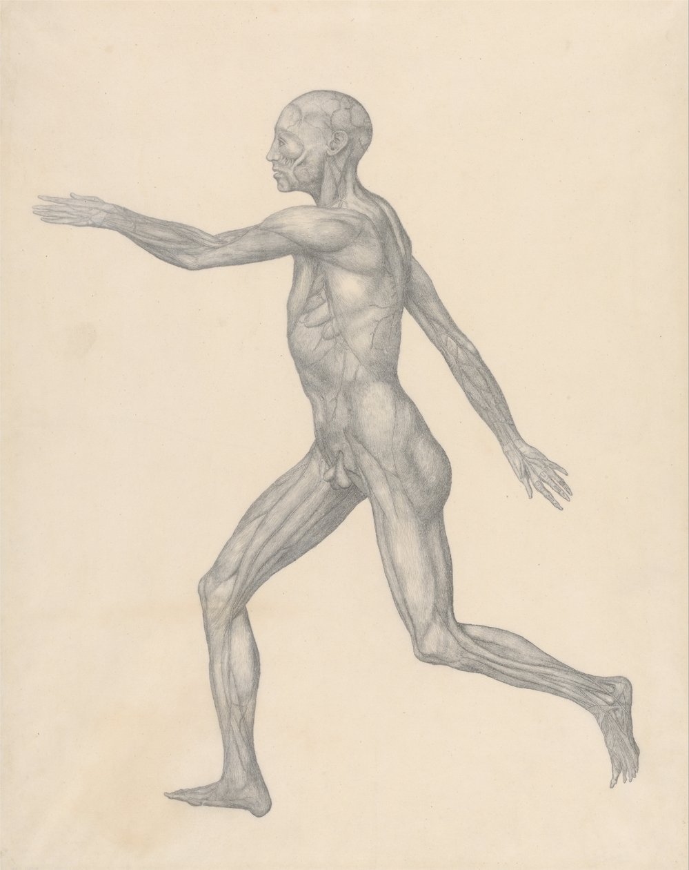 Uma exposição anatômica comparativa da estrutura do corpo humano com a de um tigre e uma co ... de George Stubbs