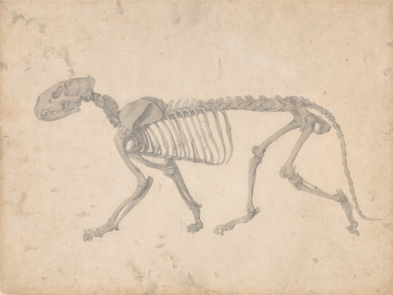 Uma exposição anatômica comparativa da estrutura do corpo humano com a de um tigre de George Stubbs