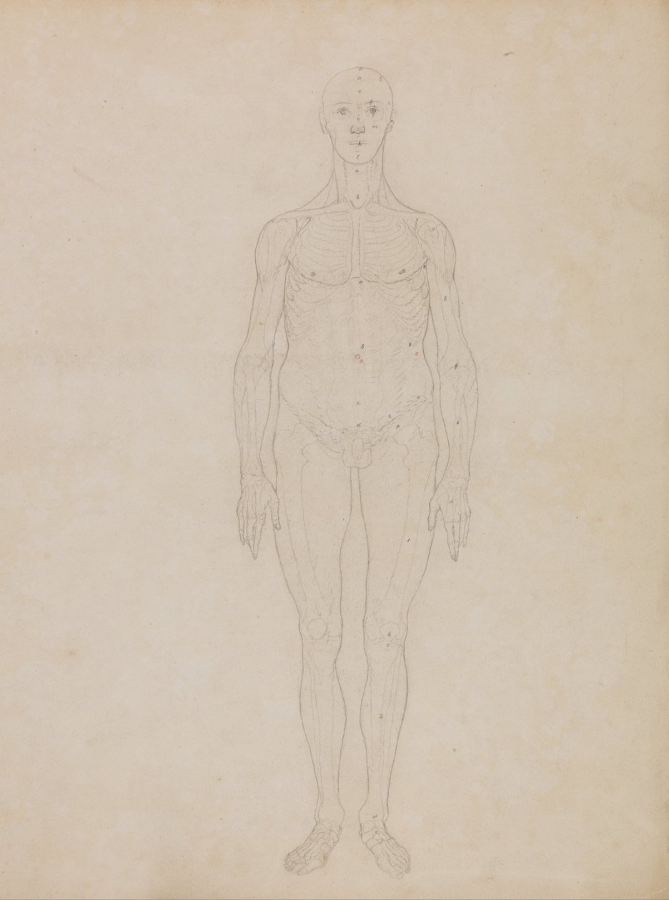Uma Exposição Anatômica Comparativa da Estrutura do Corpo Humano com a de um Tigre e uma Co ... de George Stubbs