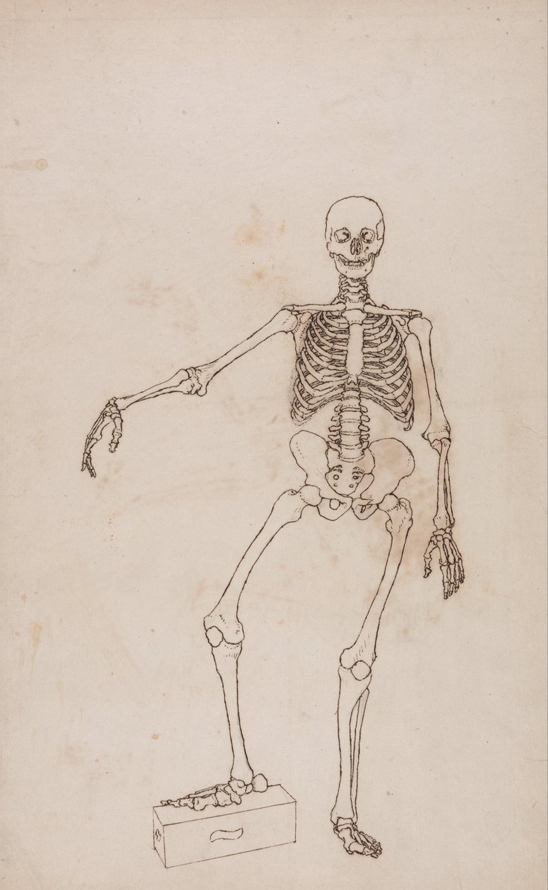Uma Exposição Anatômica Comparativa da Estrutura do Corpo Humano com a de um Tigre e uma Co ... de George Stubbs