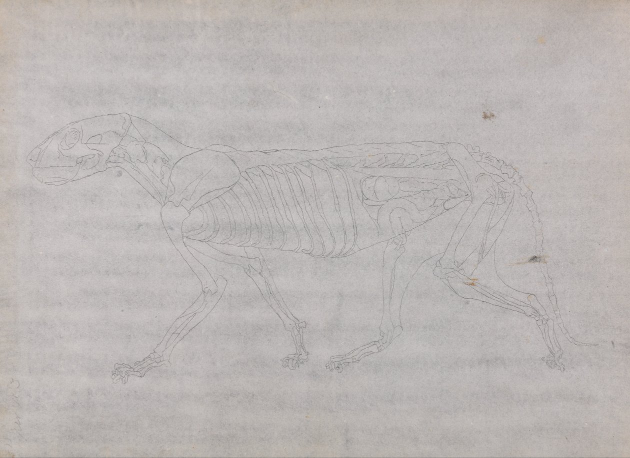 Uma Exposição Anatômica Comparativa da Estrutura do Corpo Humano com a de um Tigre e uma Co ... de George Stubbs