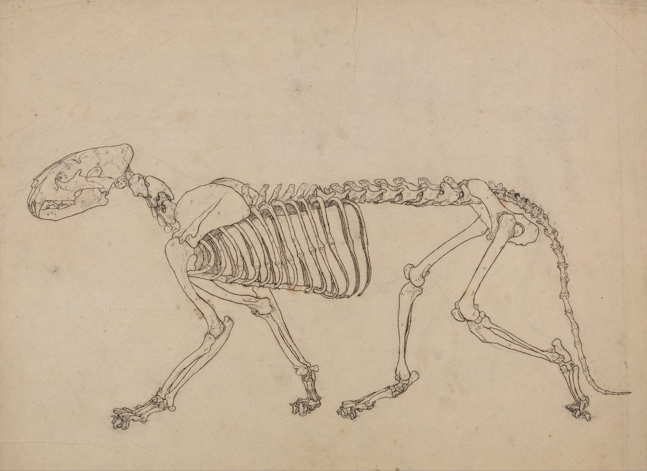 Uma Exposição Anatômica Comparativa da Estrutura do Corpo Humano com a de um Tigre e uma Co ... de George Stubbs