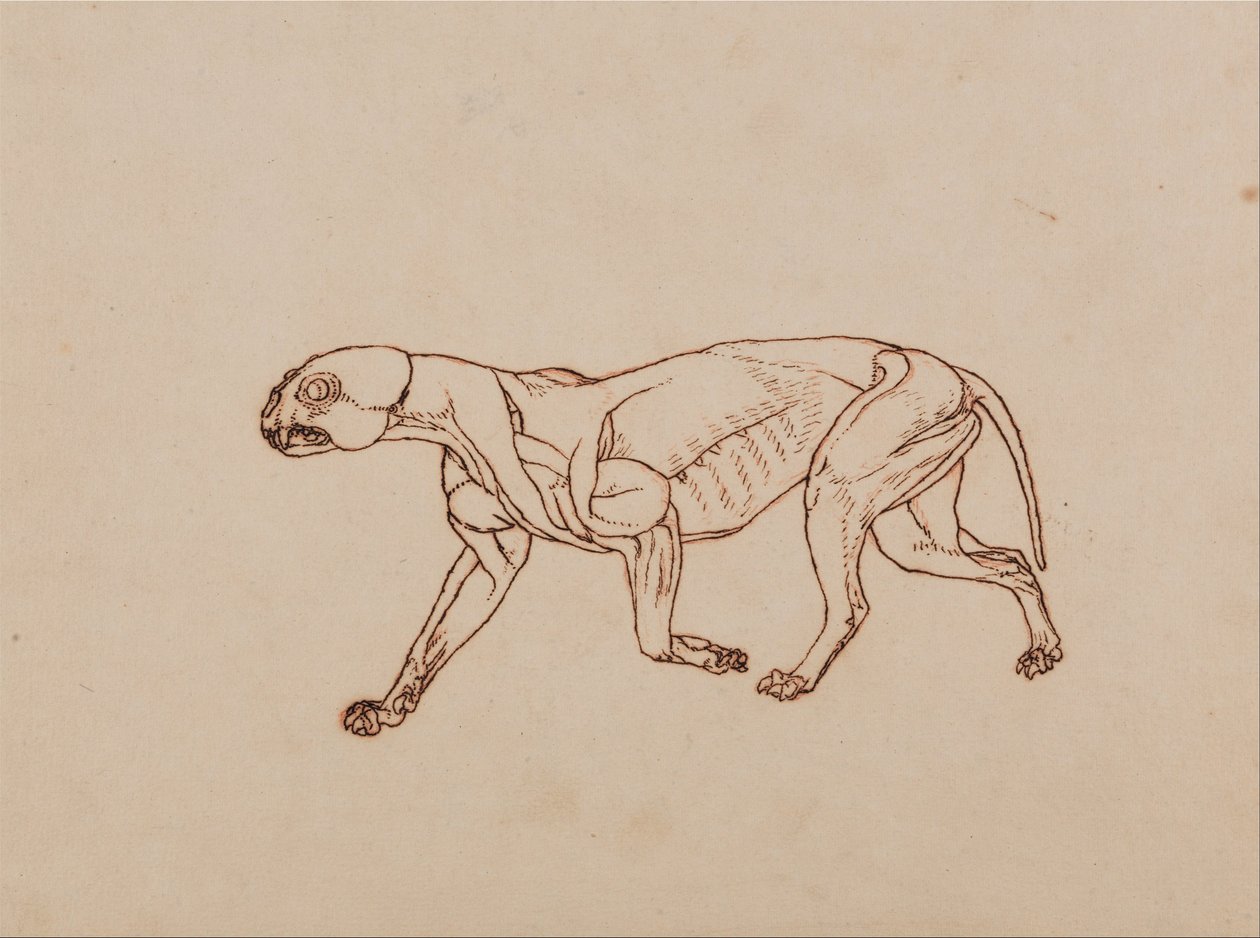 Uma Exposição Anatômica Comparativa da Estrutura do Corpo Humano com a de um Tigre e uma Co ... de George Stubbs