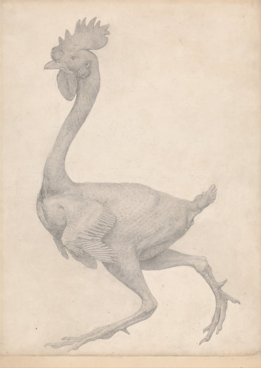 Uma Exposição Anatômica Comparativa da Estrutura do Corpo Humano com a de um Tigre e uma Co ... de George Stubbs