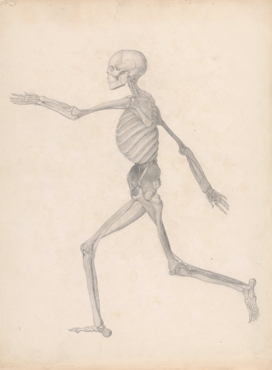 Uma Exposição Anatômica Comparativa da Estrutura do Corpo Humano com a de um Tigre e uma Co ... de George Stubbs
