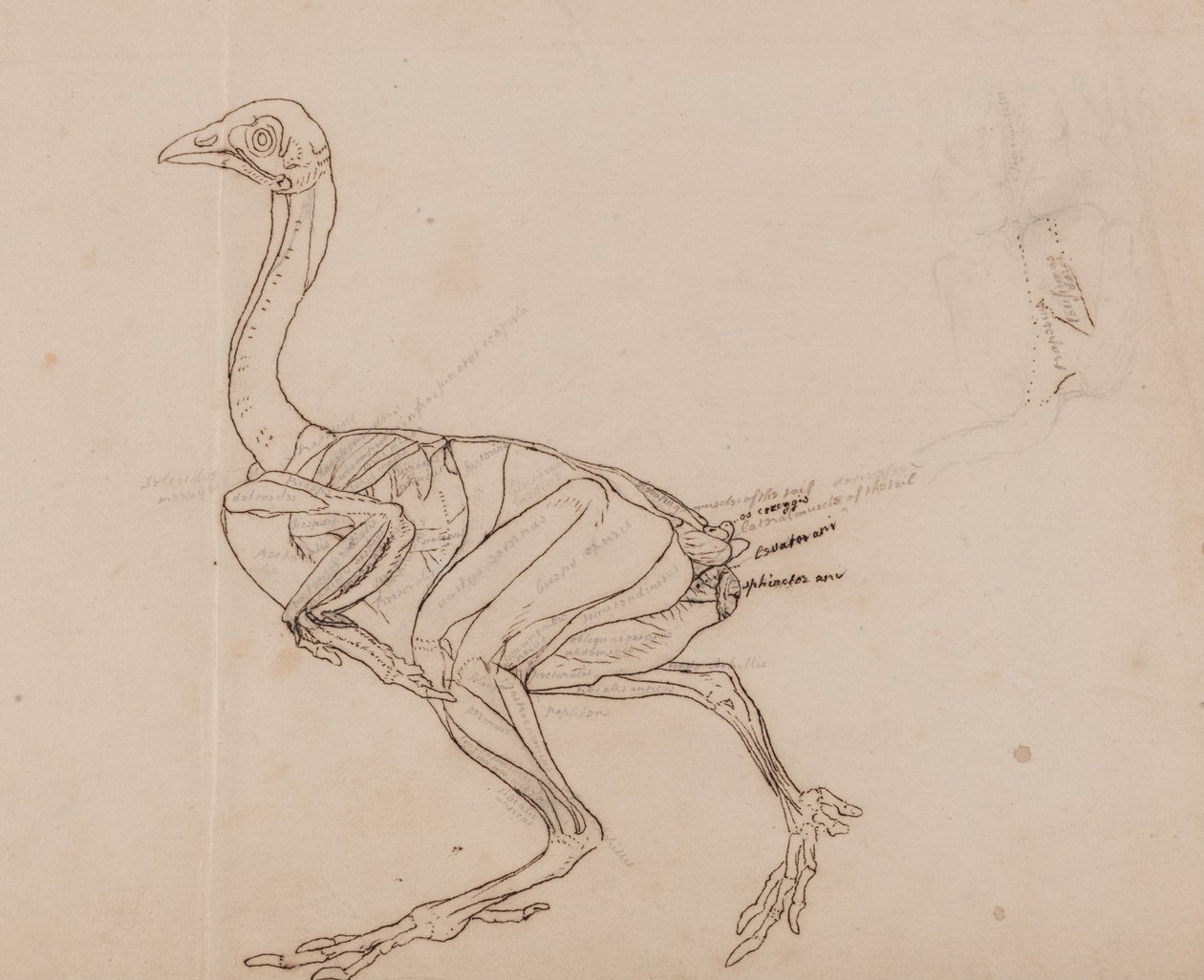 Uma Exposição Anatômica Comparativa da Estrutura do Corpo Humano com a de um Tigre e uma Co ... de George Stubbs