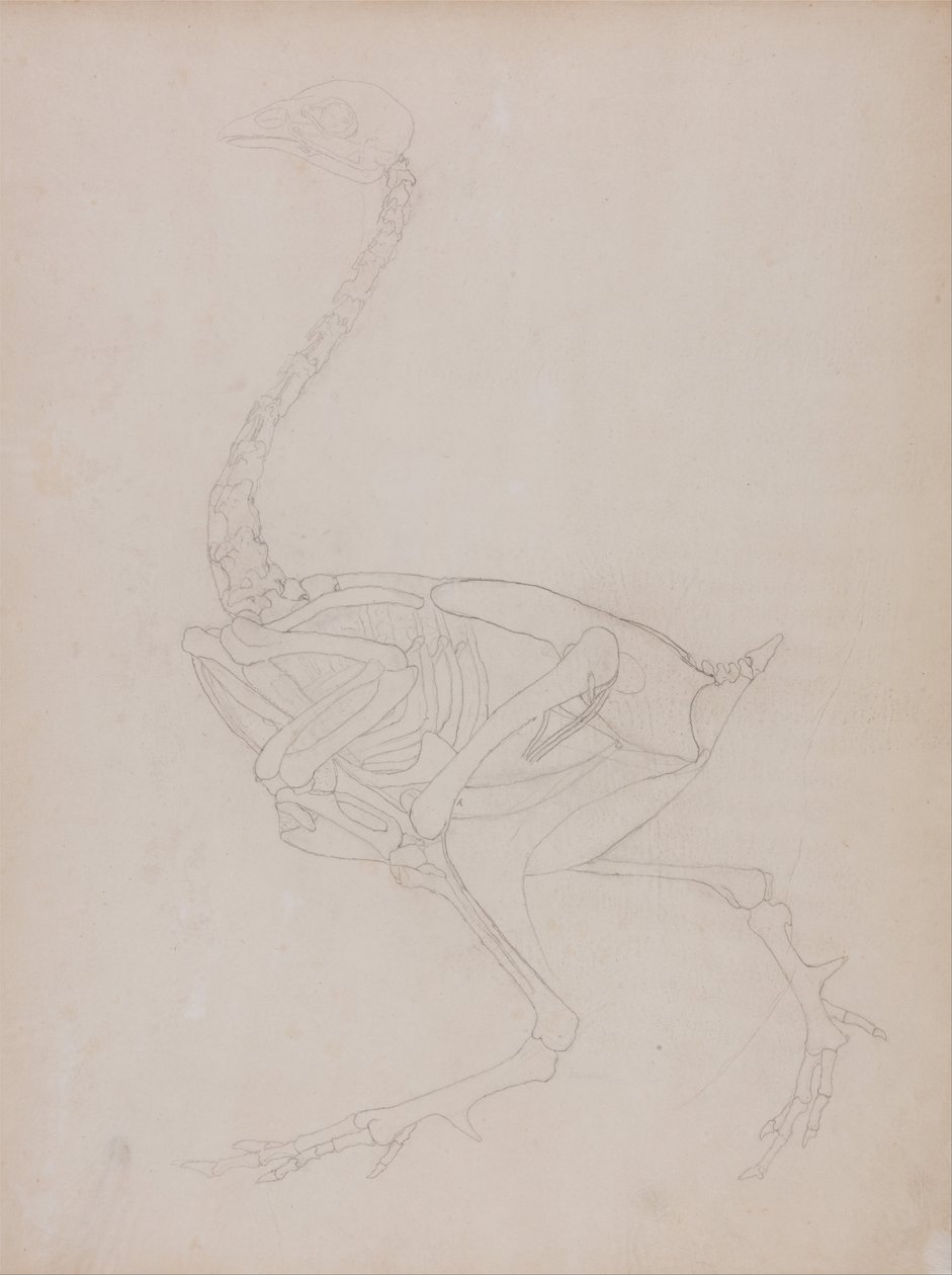 Uma Exposição Anatômica Comparativa da Estrutura do Corpo Humano com a de um Tigre e uma Co ... de George Stubbs