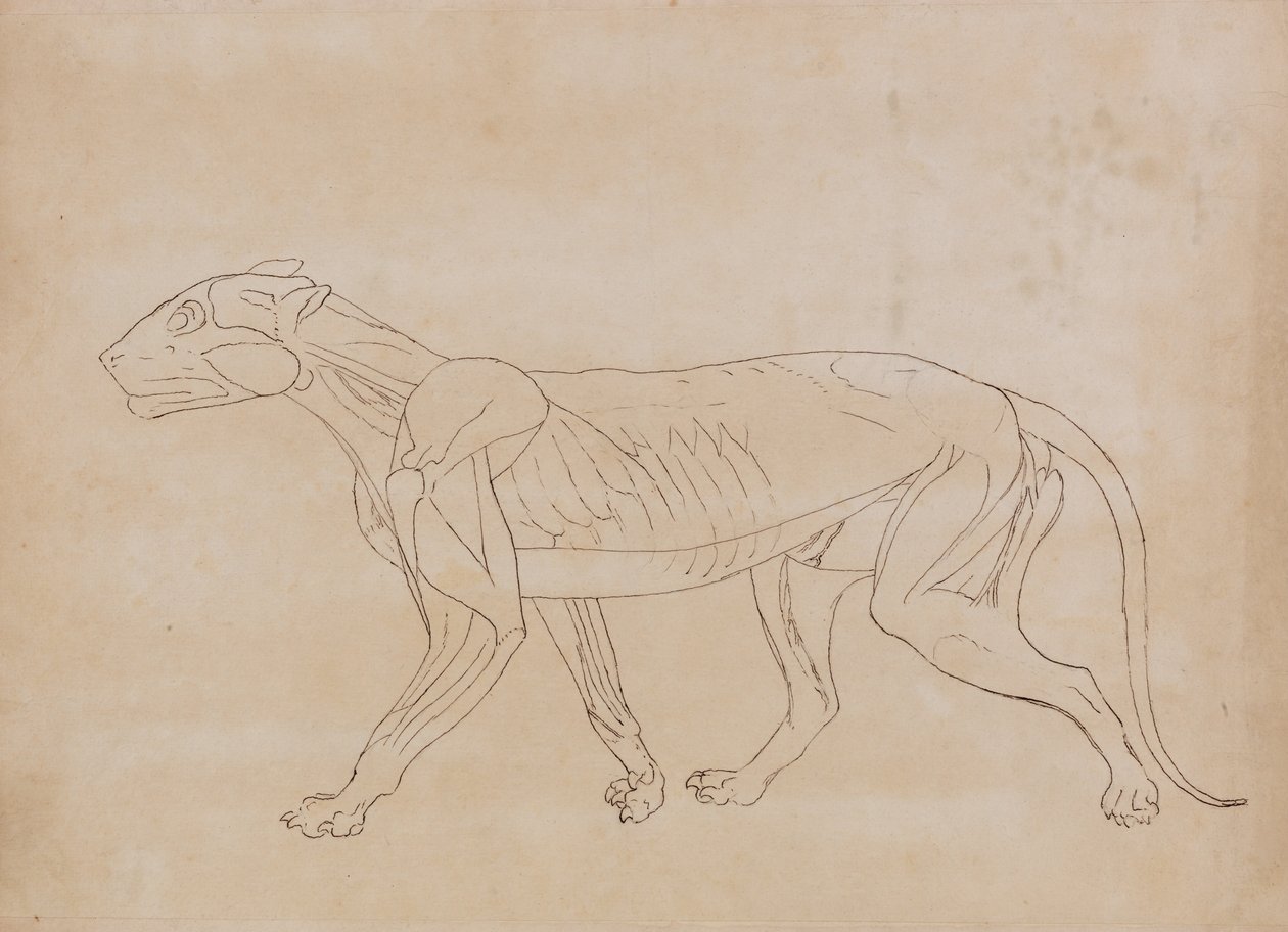 Uma Exposição Anatômica Comparativa da Estrutura do Corpo Humano com a de um Tigre e uma Co ... de George Stubbs
