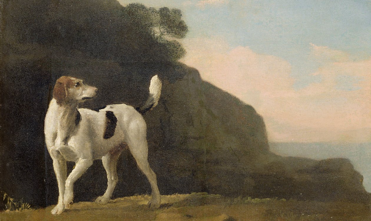 Um Foxhound, c.1760 (óleo sobre papel colocado a bordo) de George Stubbs