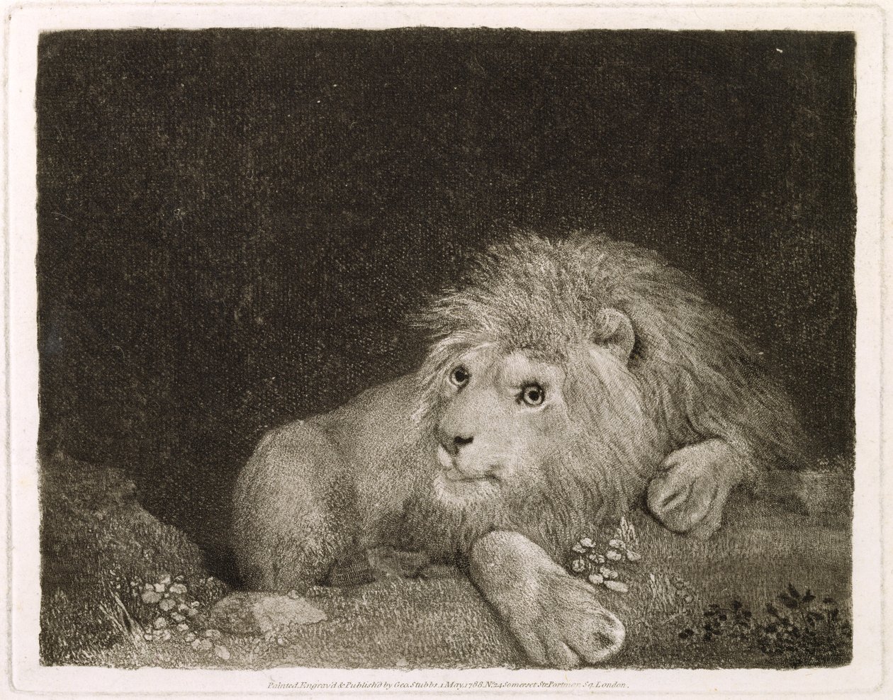 Um leão (um leão reclinado) gravado pelo artista, bar. 1788 de George Stubbs
