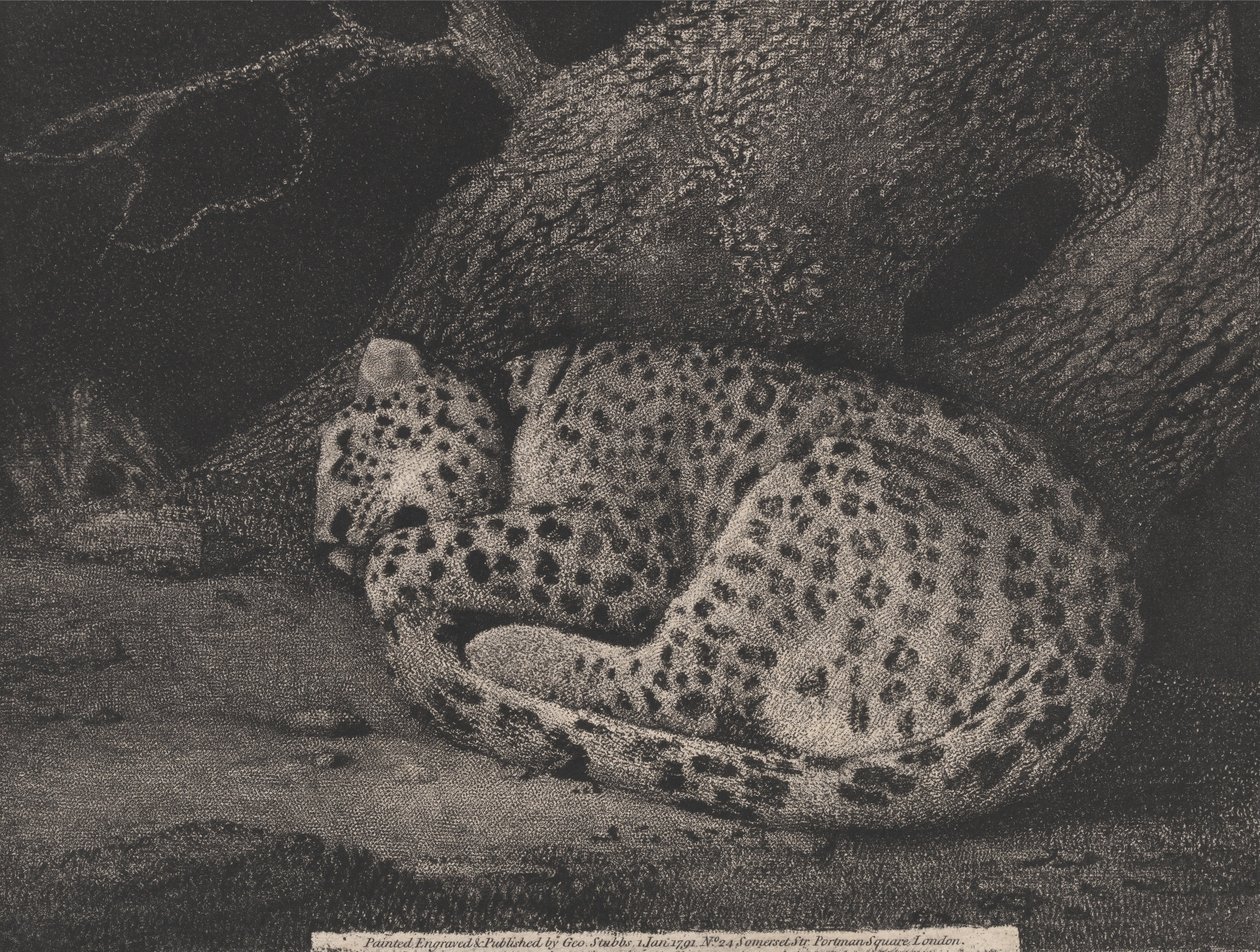 Um leopardo adormecido de George Stubbs