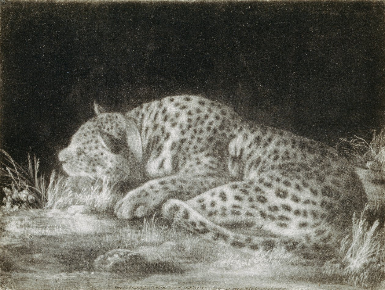 Um Tyger (uma chita adormecida) (mezzotint) de George Stubbs