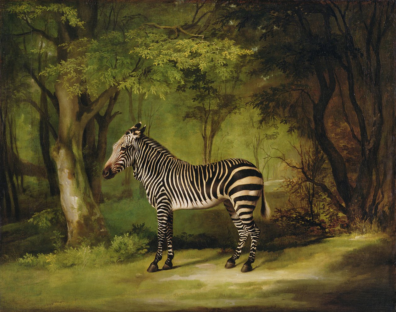 Uma zebra de 1763 de George Stubbs