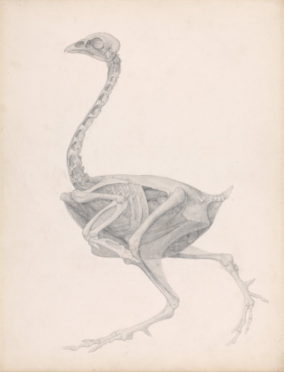 Uma exposição anatômica comparativa da estrutura do corpo humano de um avestruz de George Stubbs