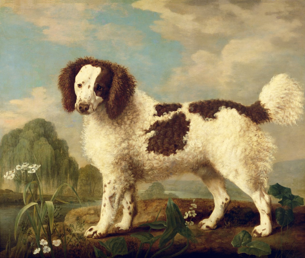 Norfolk marrom e branco ou Spaniel de água, 1778 de George Stubbs