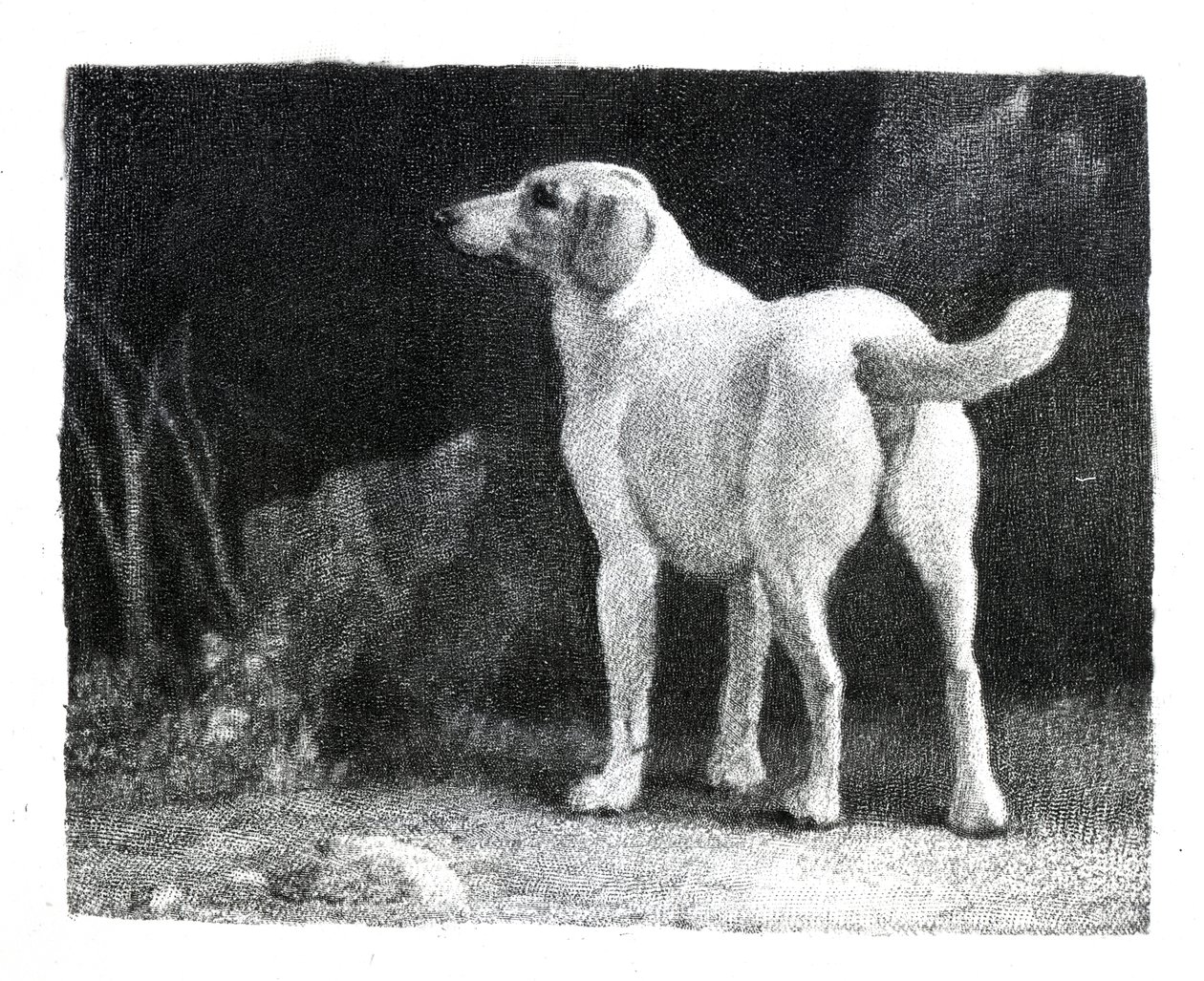 Cachorro, 1788 de George Stubbs