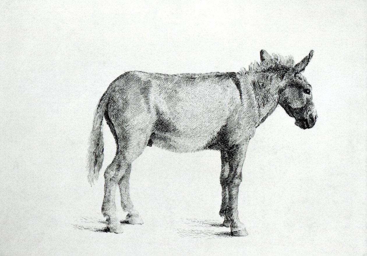 Burro 1766 (caneta e tinta no papel) de George Stubbs