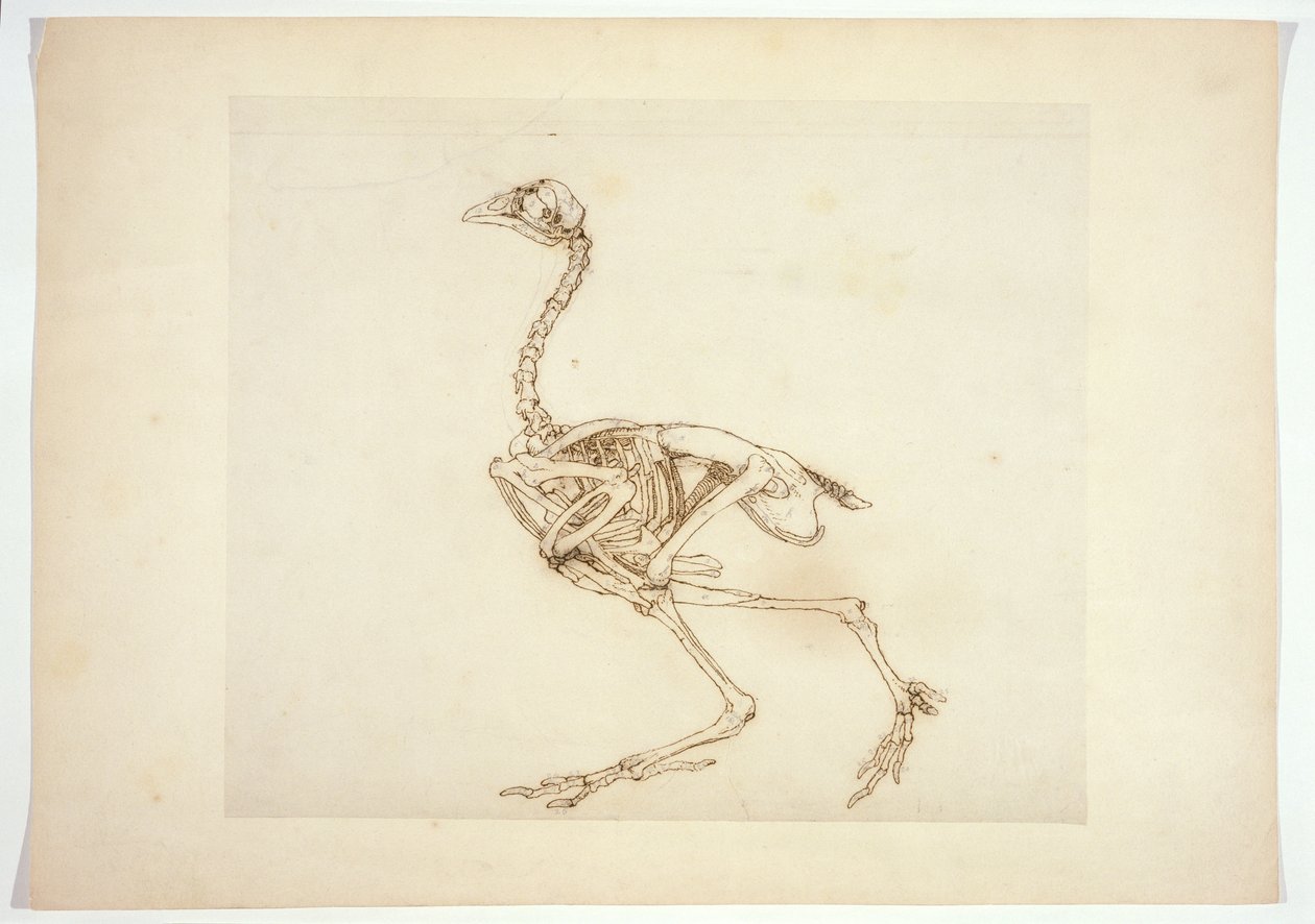 Dorking Hen Skeleton, vista lateral, de "Uma exposição anatômica comparativa da estrutura do corpo humano com a de um tigre e uma ave comum", 1795-1806 (caneta e nanquim sobre papel) de George Stubbs