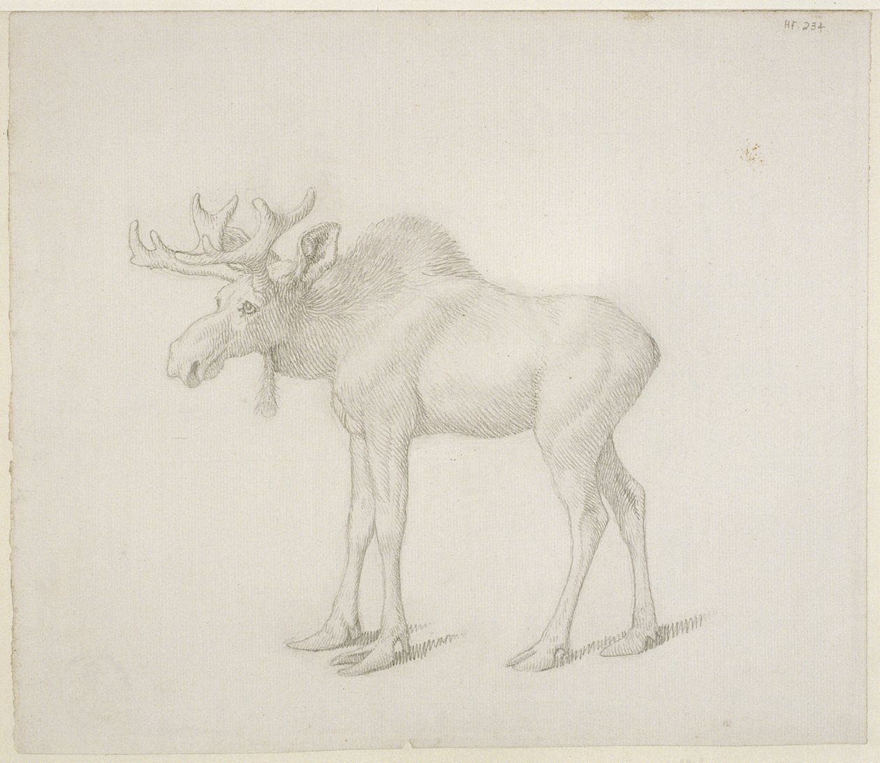 Desenho de Duke of Richmond&39;s Second Bull Moose de George Stubbs