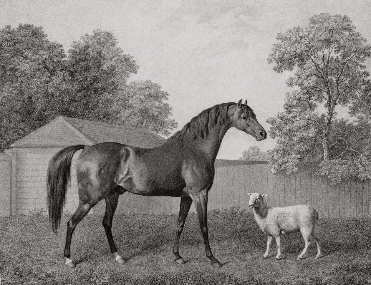Dungannon, gravado pelo bar de George Townley Stubbs (1756-1815). 1794 de George Stubbs