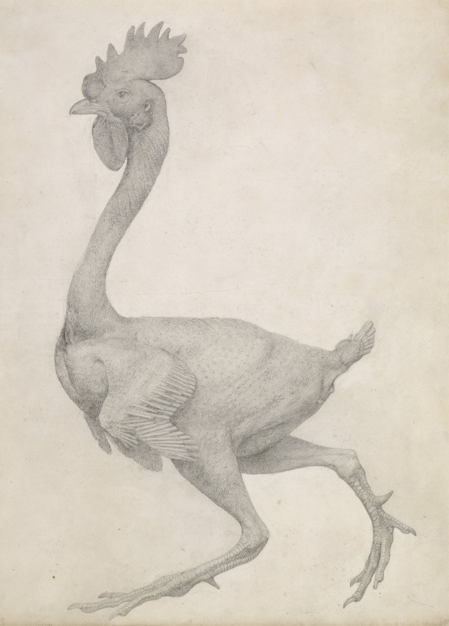 Fowl: Vista lateral com Most Feathers Removida, da série &39;Uma exposição anatômica comparativa da estrutura do corpo humano com a de um tigre e uma ave comum&39; (grafite sobre papel) de George Stubbs