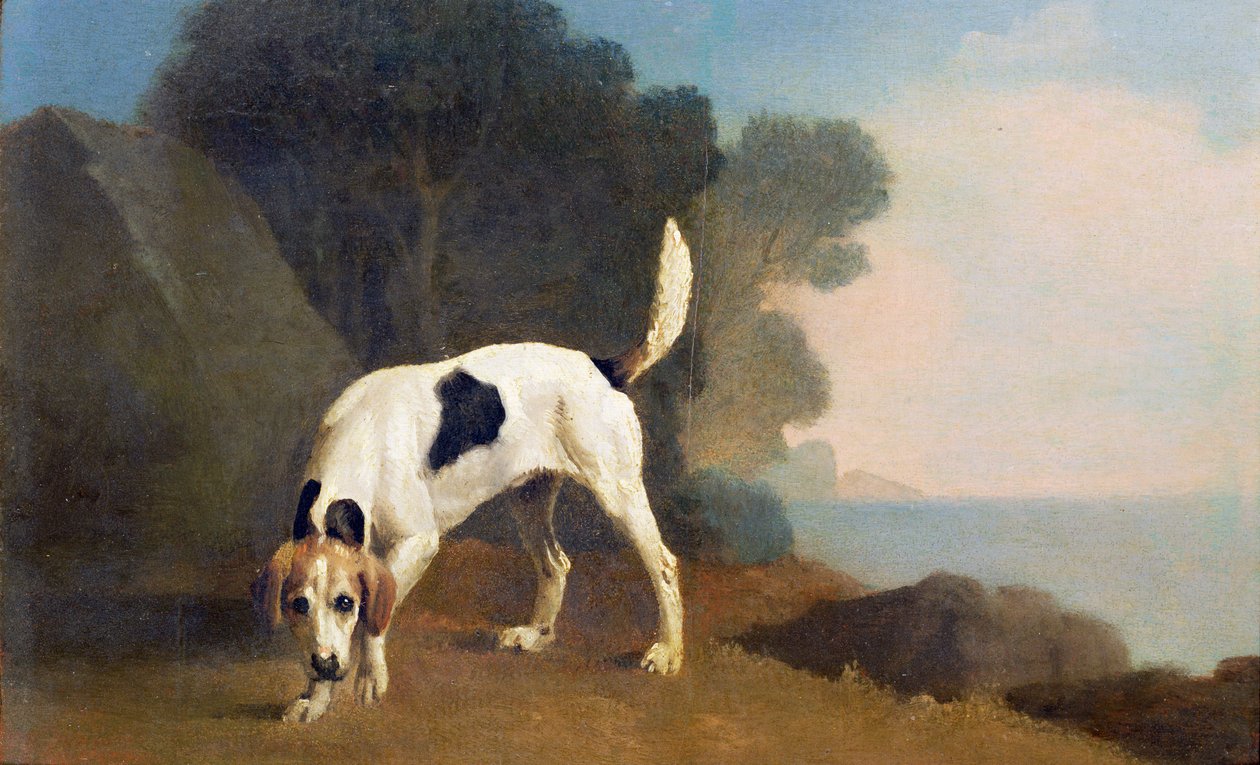 Foxhound on the Scent, c.1760 (óleo sobre papel colocado a bordo) de George Stubbs