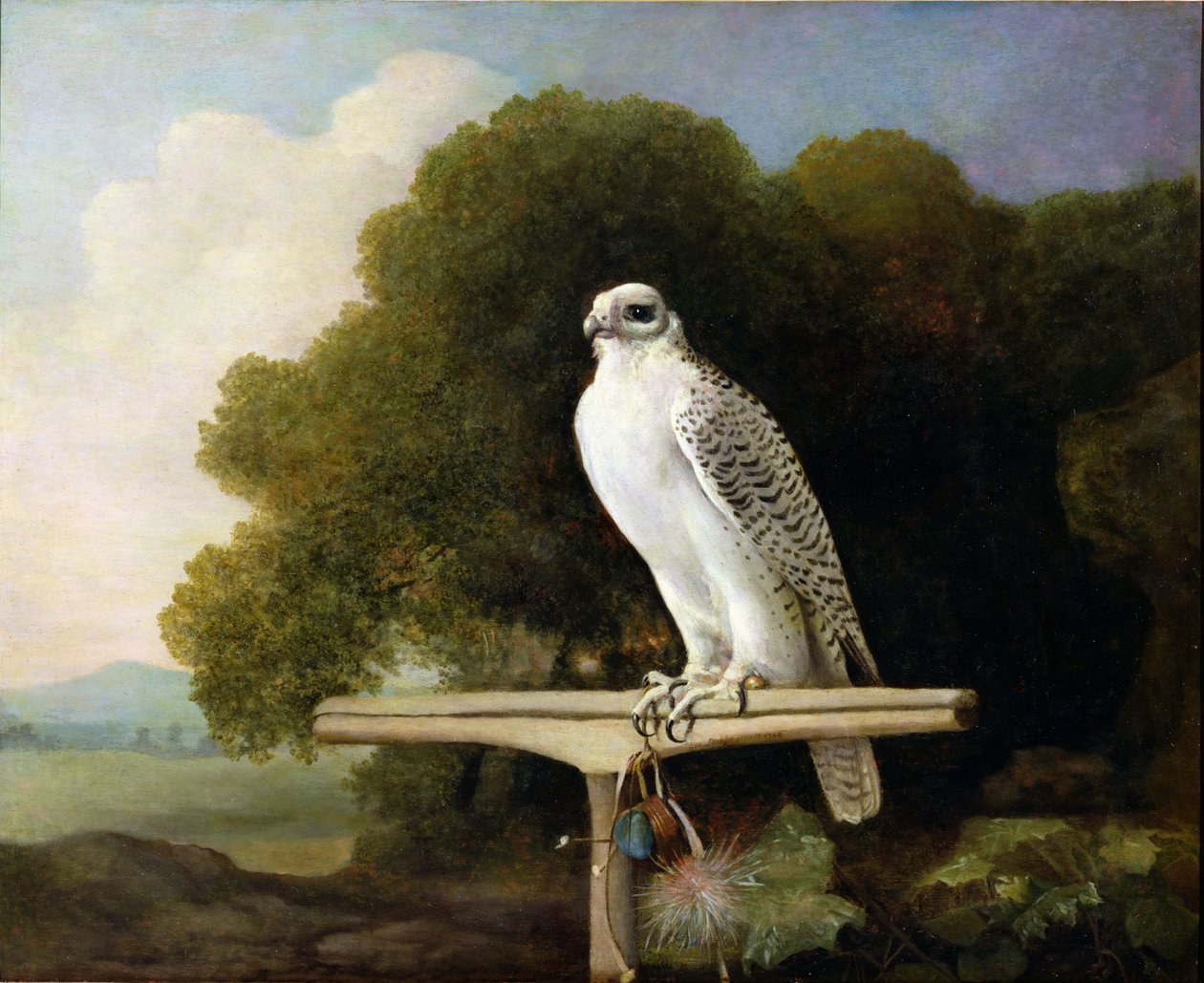 Falcão da Gronelândia (Falcão Cinzento), 1780 de George Stubbs