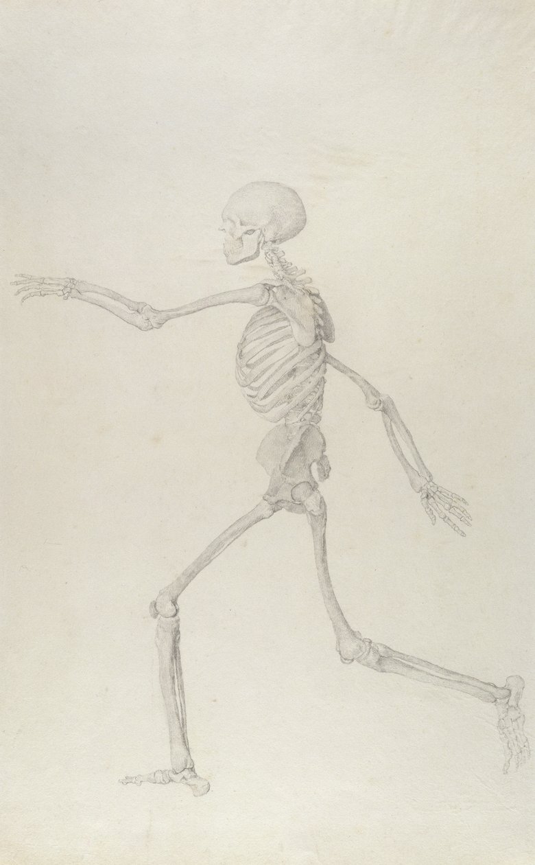 Esqueleto Humano, Vista Lateral vista de Esquerda, Corrida, ilustração de &39;Uma Exposição Anatômica Comparativa da Estrutura do Corpo Humano com a de um Tigre e uma Ave Comum&39;, 1795-1806 ( de George Stubbs