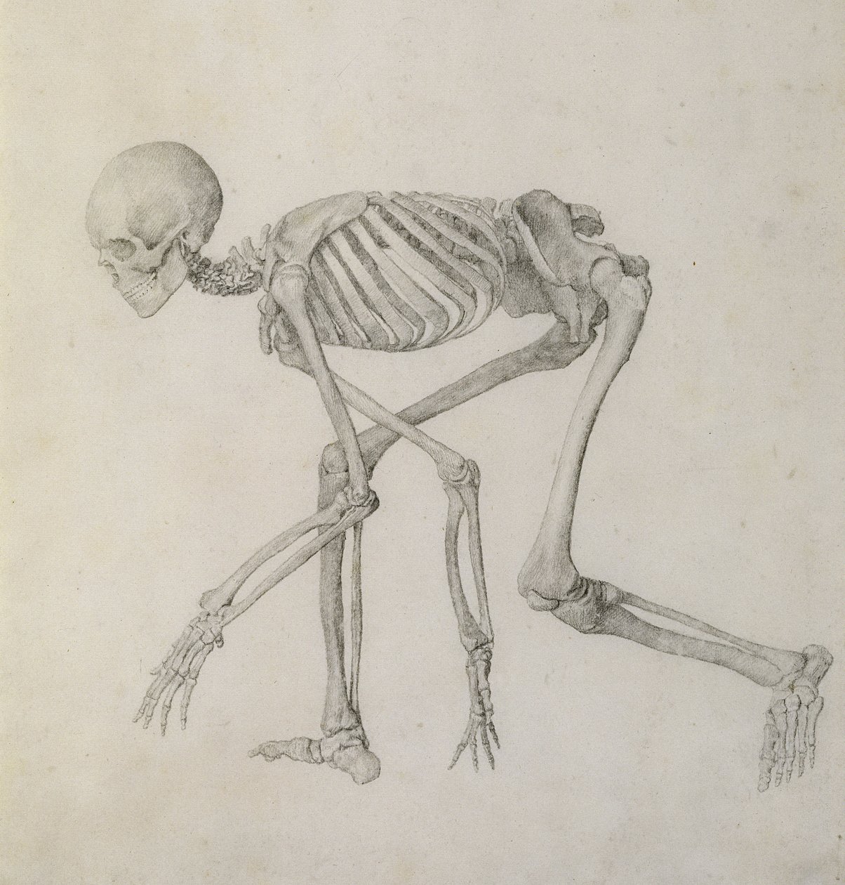 Esqueleto Humano: Vista lateral em postura agachada, da série &39;Uma exposição anatômica comparativa da estrutura do corpo humano com a de um tigre e uma ave comum&39; (grafite sobre papel) de George Stubbs