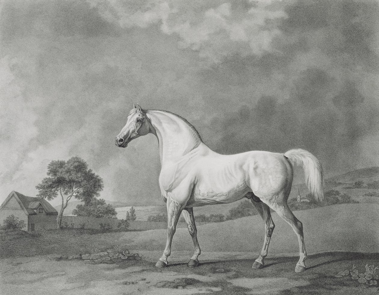 Mambrino, gravado pelo bar de George Townley Stubbs (1756-1815). 1794 de George Stubbs