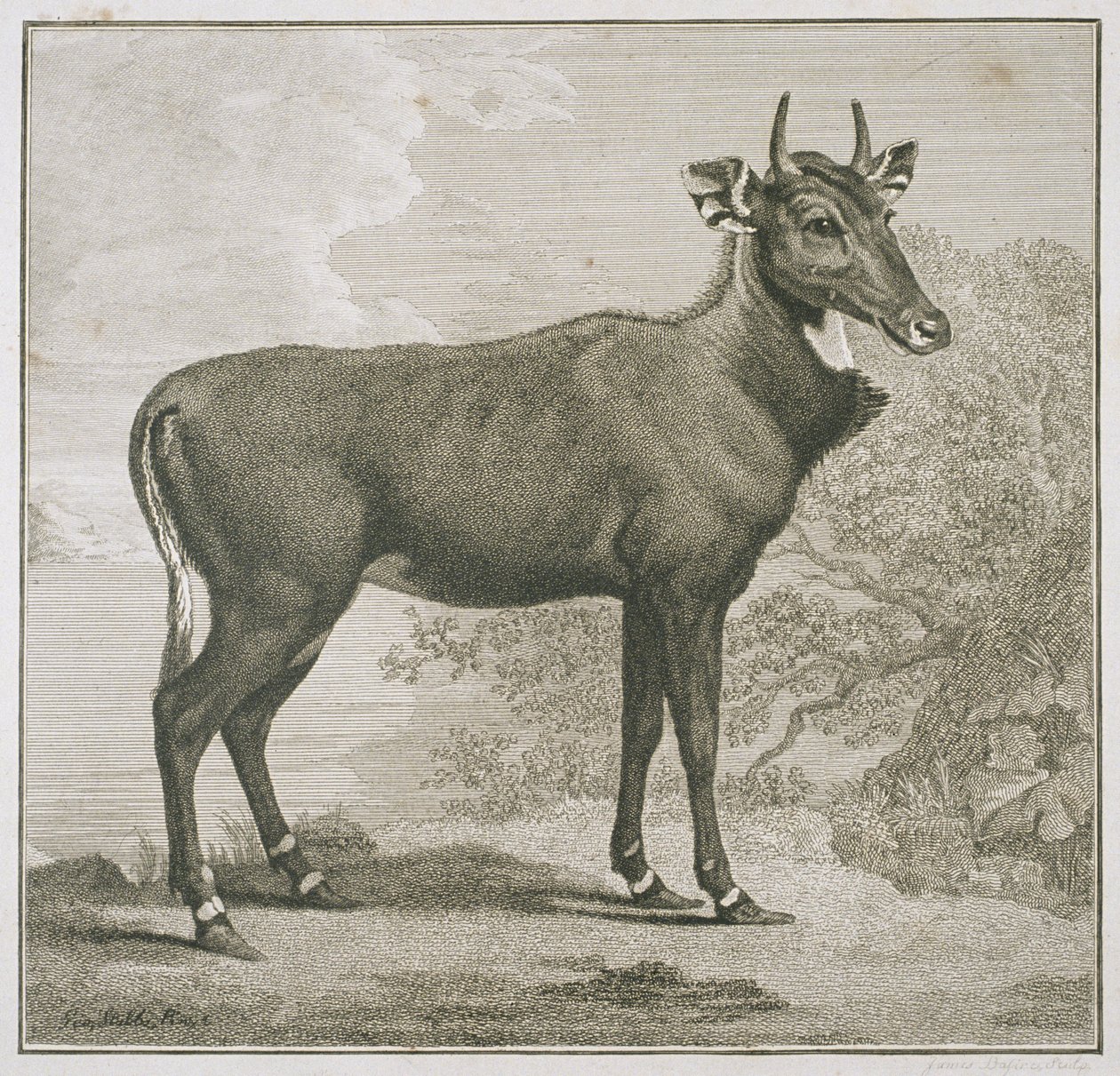 Placa do Nyl-ghan, gravada por James Basire (1730-1802) de George Stubbs