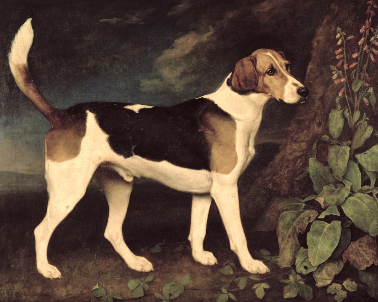 Ringwood, um Foxhound de Brocklesby, 1792 de George Stubbs