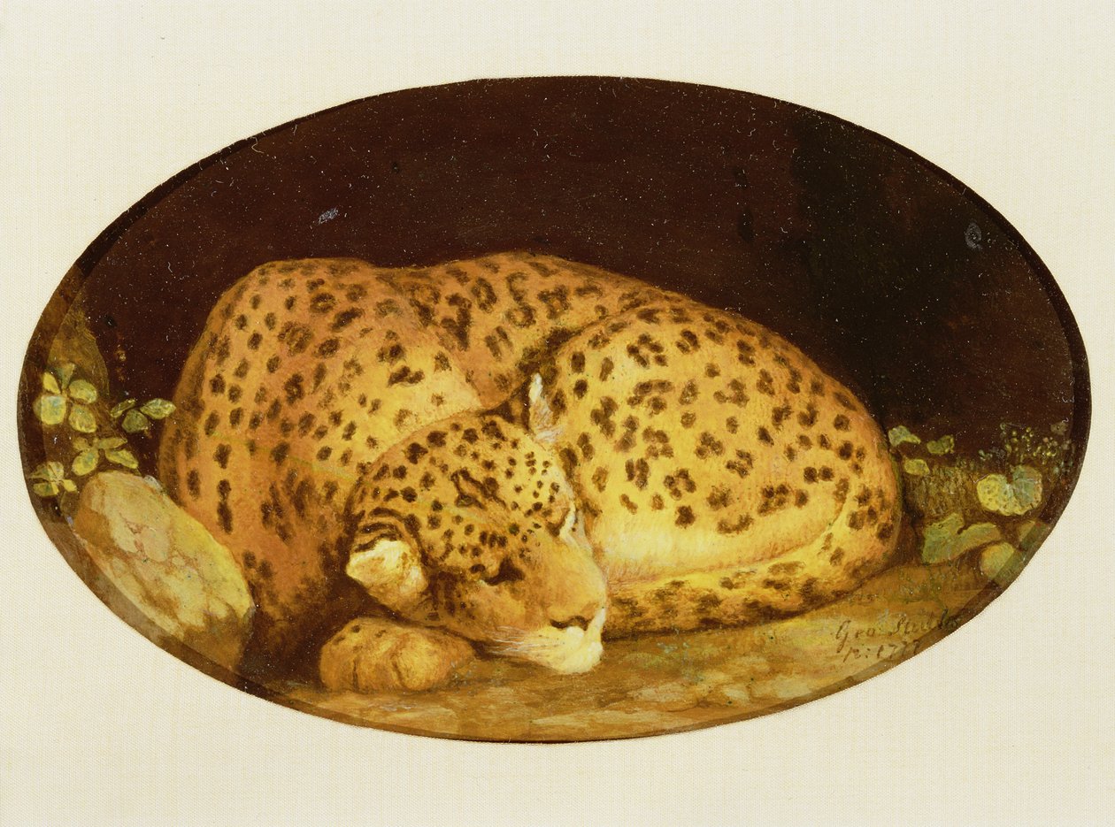 Leopardo adormecido, 1777 (esmalte em louça de barro de biscoito Wedgwood) de George Stubbs
