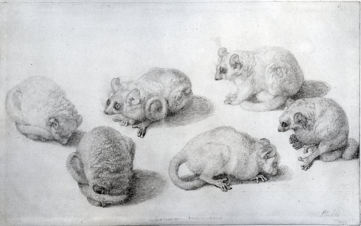 Estudos de um Lemur, 1773 (grafite sobre papel) de George Stubbs
