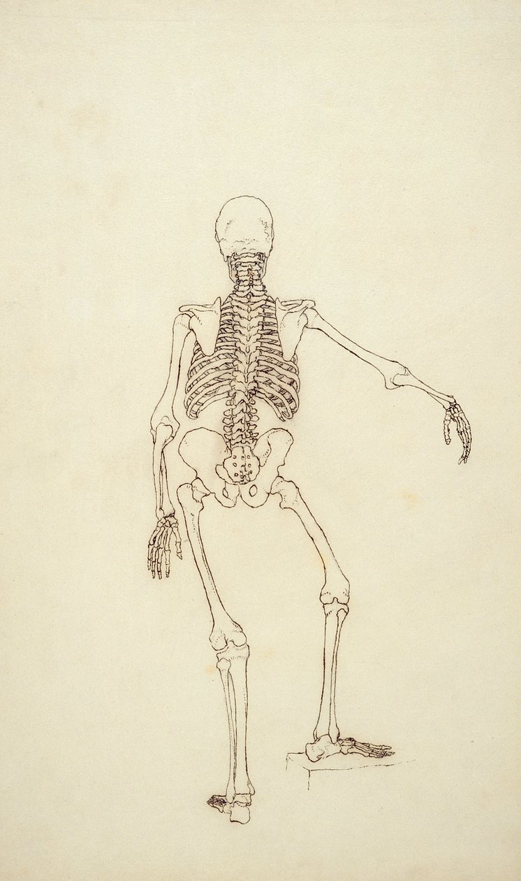 Estudo da Figura Humana, Vista Posterior, de &39;Uma Exposição Anatômica Comparativa da Estrutura do Corpo Humano com a de um Tigre e uma Galinha Comum&39;, 1795-1806 (caneta e tinta sobre grafite em de George Stubbs