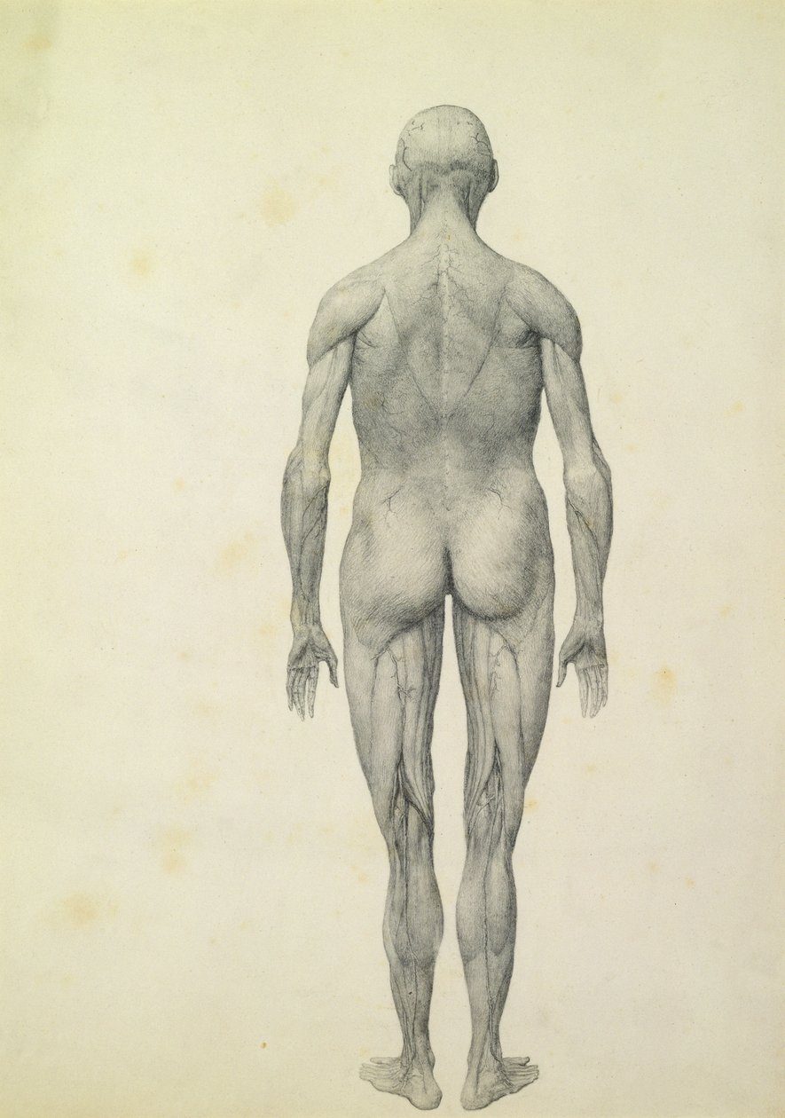 A figura humana, vista anterior, da série &39;Uma exposição anatômica comparativa da estrutura do corpo humano com a de um tigre e uma ave comum&39;, 1795-1806 (grafite sobre papel) de George Stubbs