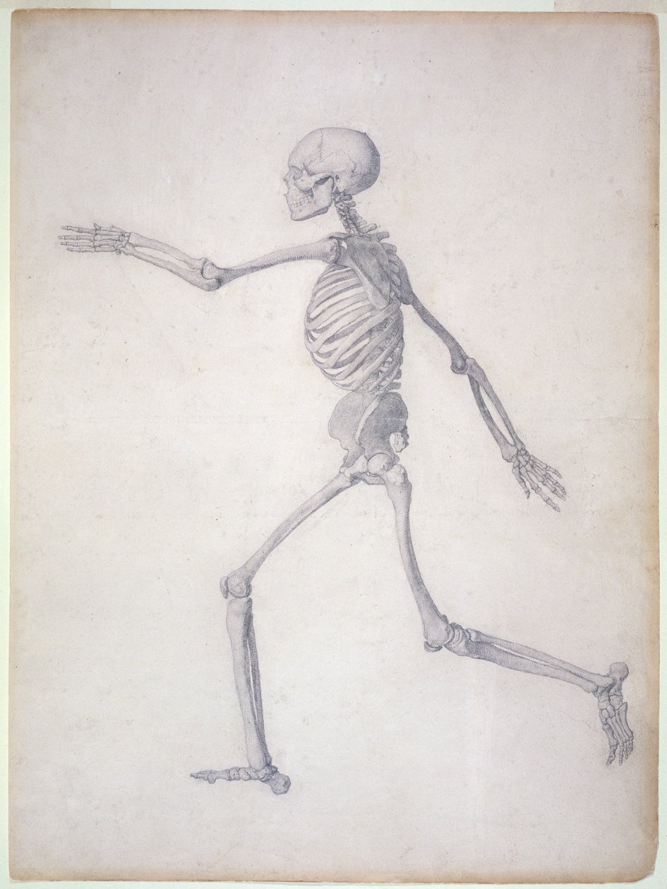 O esqueleto humano, vista lateral, da série &39;Uma exposição anatômica comparativa da estrutura do corpo humano com a de um tigre e uma ave comum, 1795-1806 (grafite sobre papel) de George Stubbs