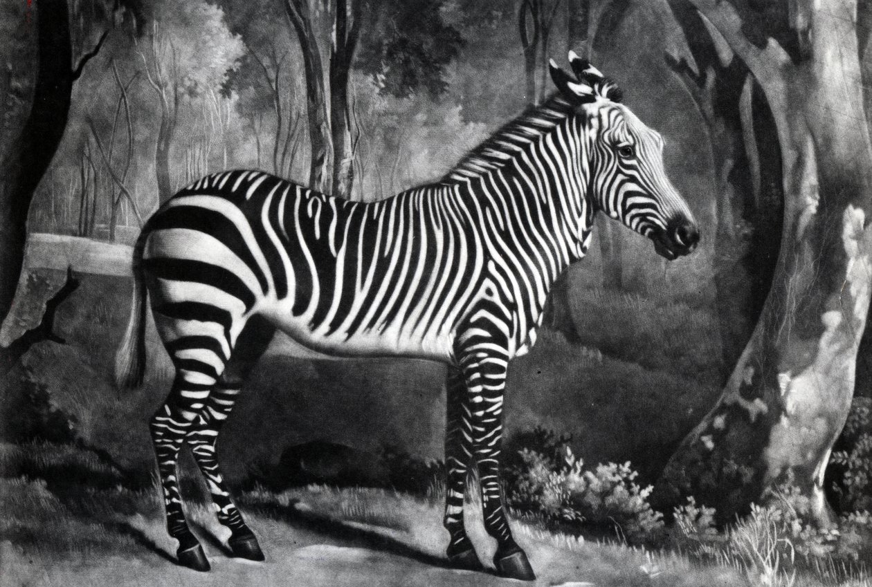 A Sebra, ou bunda selvagem, gravada por George Townley Stubbs, 1771 (mezzotint) de George Stubbs