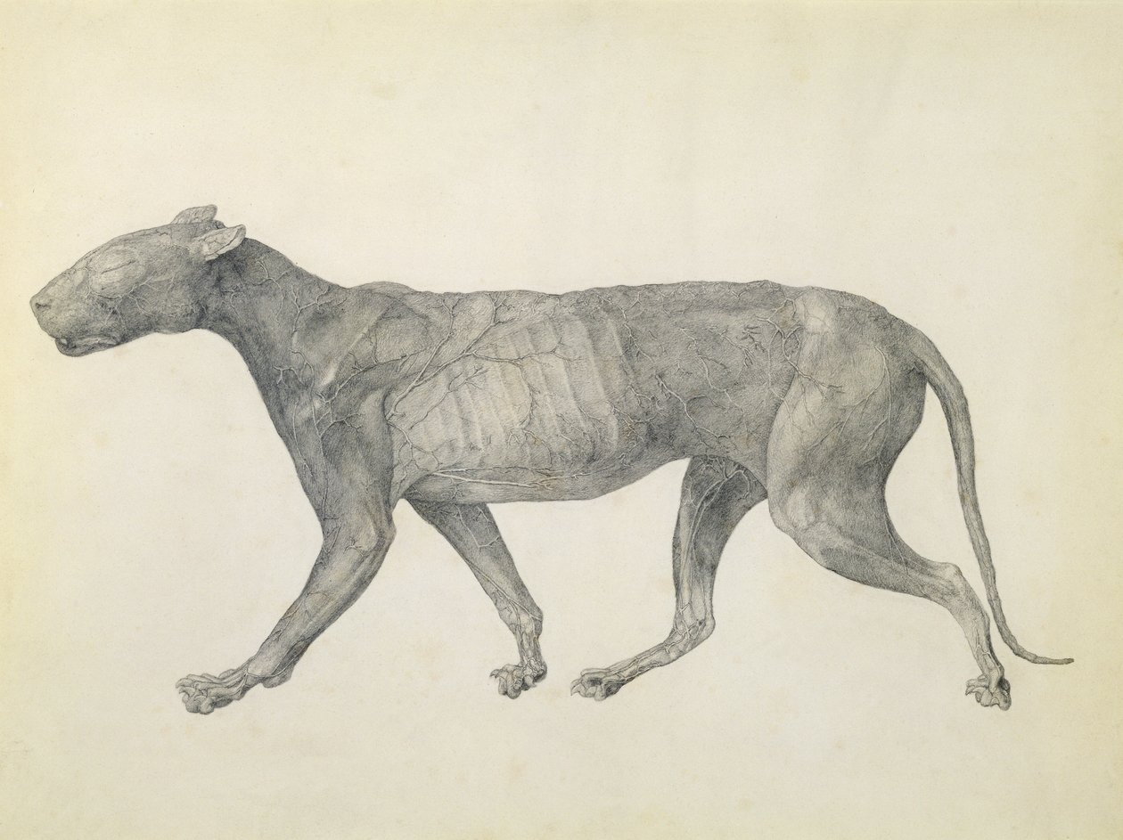 Tiger: Vista lateral, com pele e tecido retirados, da série &39;Uma exposição anatômica comparativa da estrutura do corpo humano com a de um tigre e uma ave comum&39; (grafite sobre papel) de George Stubbs