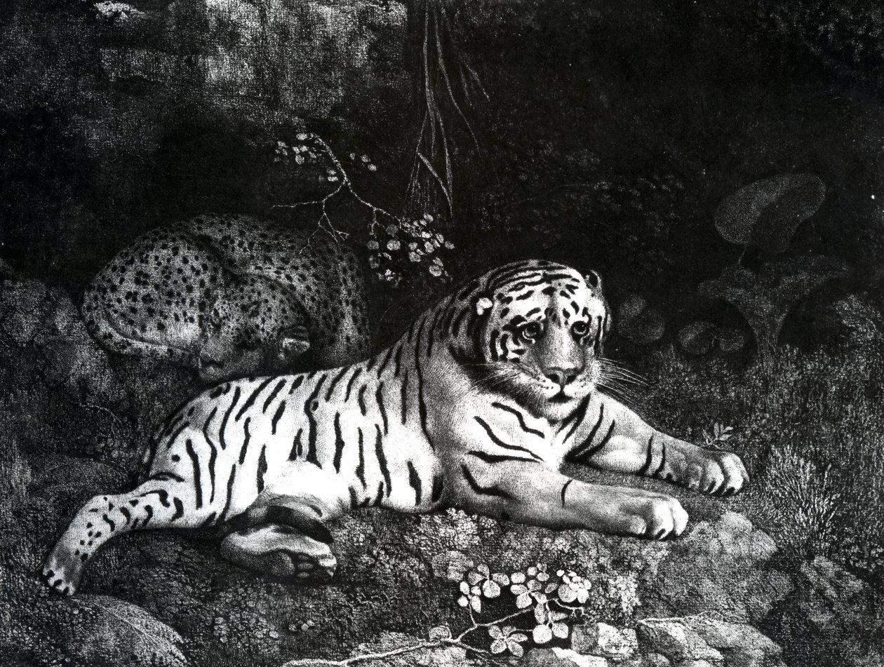 Dois Tigres, 1788 de George Stubbs