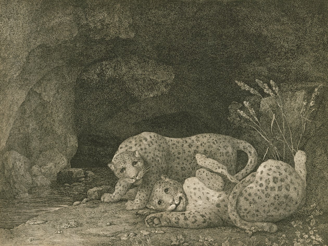 Tygers at Play, gravado pelo artista, pub. 1789 de George Stubbs