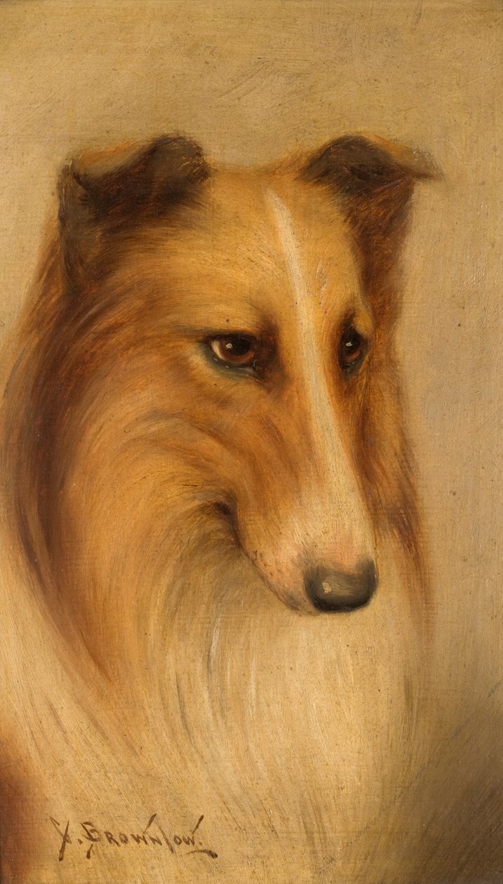 Óleo de collie a bordo de George Washington Brownlow