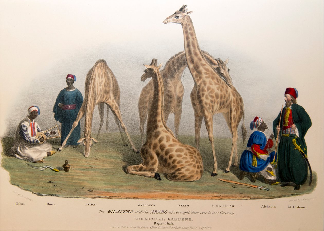 As girafas com os árabes, 1836 de George the Elder Scharf
