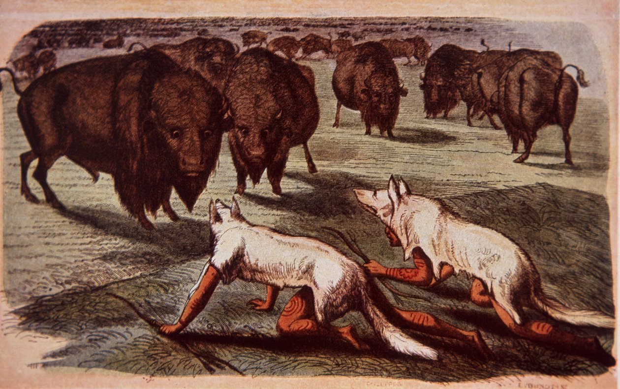 Índios das planícies da América do Norte rastejam em búfalos pastando enquanto usam peles de lobo, c.1840 (cor litho) de George (after) Catlin