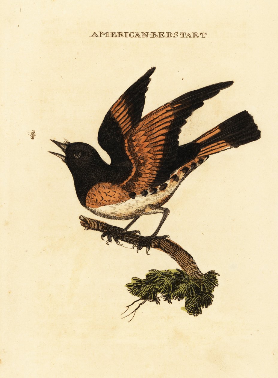 Redstart americano, Setophaga ruticilla de George (after) Edwards