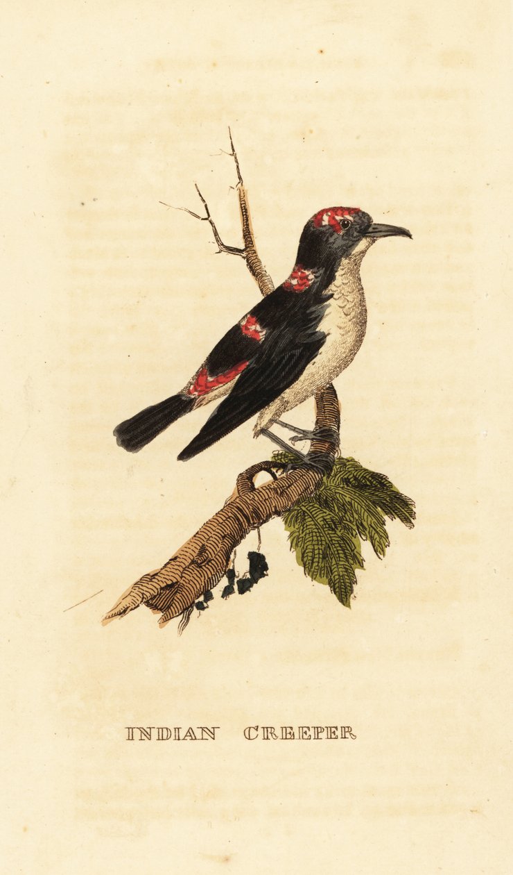 Treecreeper americano ou brown creeper, Certhia americana de George (after) Edwards