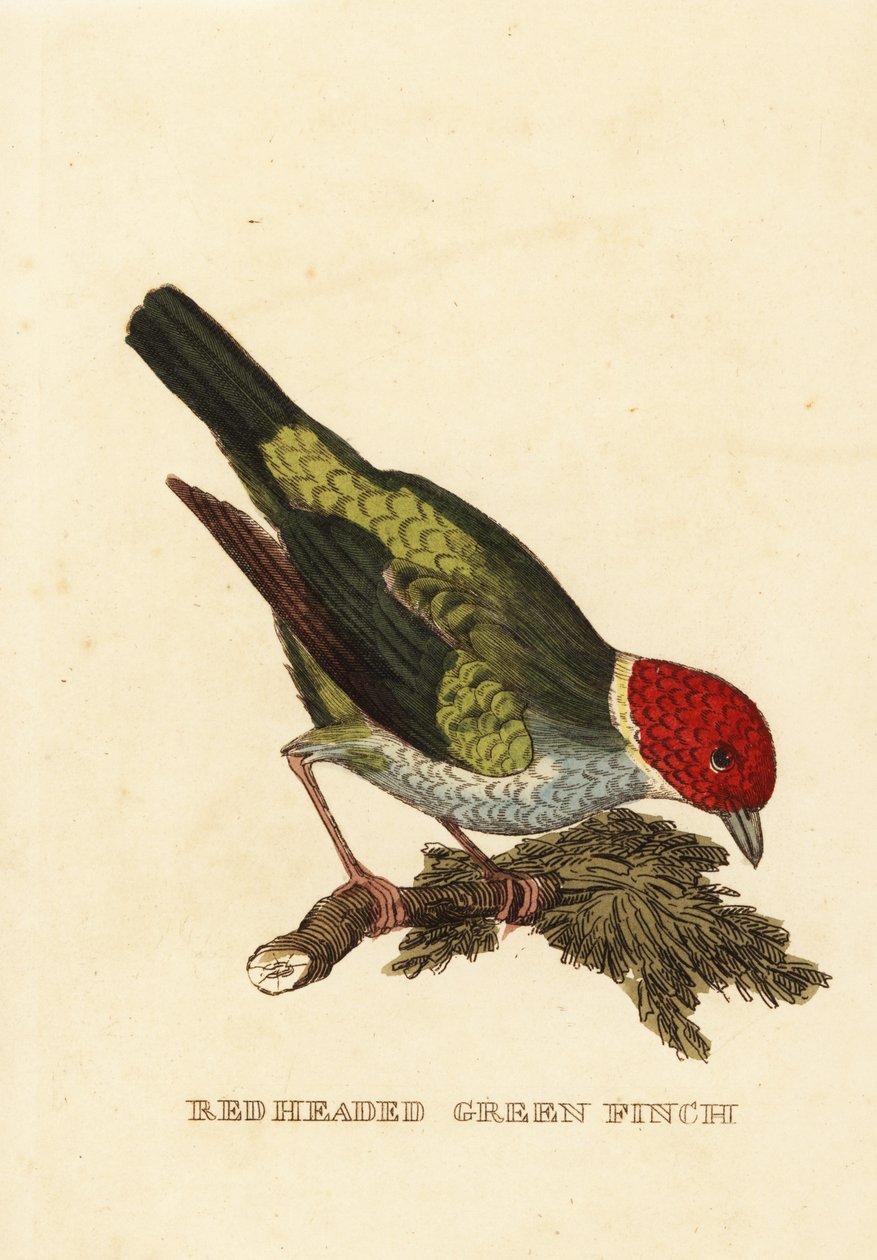 Tanager de cabeça de baía, girola de Tangara de George (after) Edwards