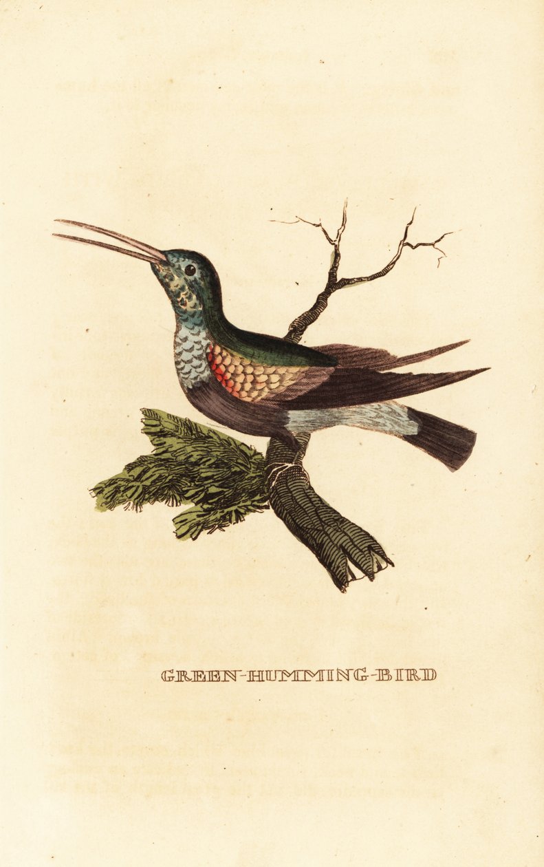 Beija-flor de barriga preta, Eupherusa nigriventris, fêmea de George (after) Edwards